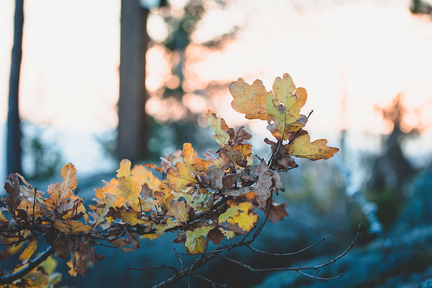 Herbstblätter, Bestattung Stemmer
