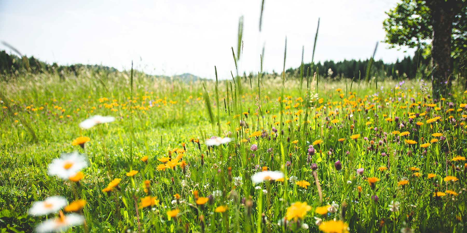 Blumenwiese Bestattung Stemmer